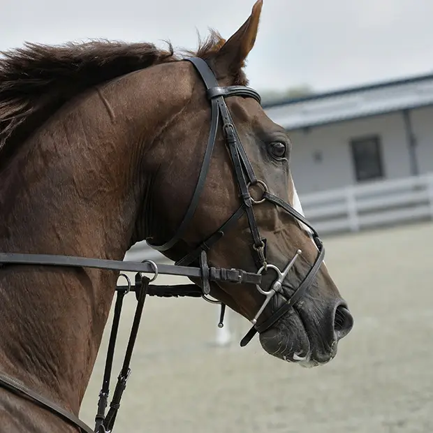 Horse Riding in Tolo